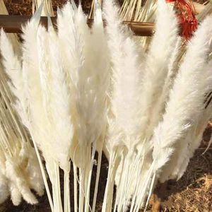 Flores decorativas 15 piezas de pampas hierba natural bulbo de caña real ramo seco plumas blancas día de la madre decoración 2023