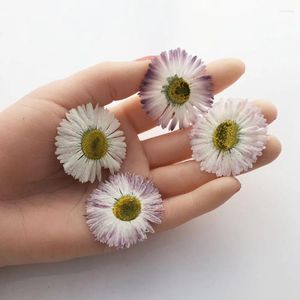 Flores decorativas 60 piezas prensadas y secas 3-4,5 cm blanco/púrpura gran margarita flor herbario de plantas para joyería caja de teléfono marco PO marcapáginas DIY