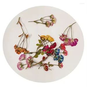 Flores decorativas 60 piezas Presentadas Multi-cabezas secas Camas de rosa chinos Plantas de flores Herbarium para joyería Bookmark Case Postal