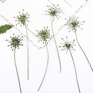 Fleurs décoratives Dentelle Fleur Sur Tiges Séchées Pour Le Temps Gemmes Collier Décoration 80 Pcs En Gros