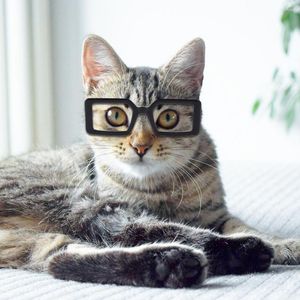 Vêtements pour chiens Lunettes pour animaux de compagnie Accessoires d'habillage Chat transparent en plastique