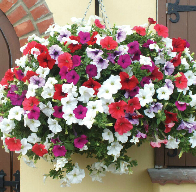 wholesale different seeds Petunia hanging petunia petals flower seeds plant seeds - 220 seeds garden petunia
wholesale different seeds Petunia hanging petunia petals flower seeds plant seeds - 220 seeds garden petunia