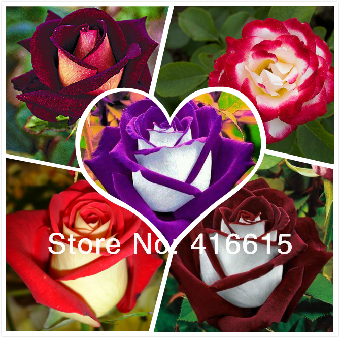 250 New Rose Seeds,5 Different Colors Rare Osiria Rose ,Professional Packing,Heirloom Chinese Rose Flower Seeds,+Mysterious Gift
250 New Rose Seeds,5 Different Colors Rare Osiria Rose ,Professional Packing,Heirloom Chinese Rose Flower Seeds,+Mysterious Gift