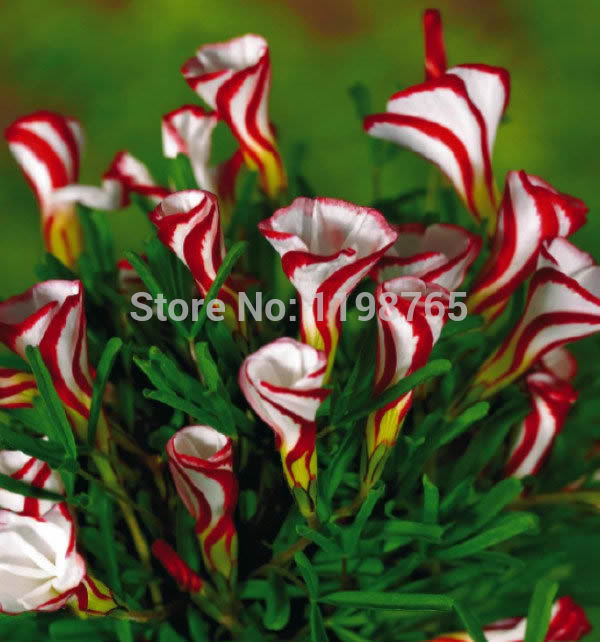 Free shipping Oxalis versicolor flowers seeds 100pcs World's Rare Flowers For Garden home planting Flowers Semillas 49%
Free shipping Oxalis versicolor flowers seeds 100pcs World's Rare Flowers For Garden home planting Flowers Semillas 49%