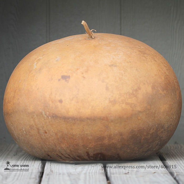 Giant African Bushel Basket Gourd Lagenaria Siceraria Seeds, Professional Pack, 10 Seeds / Pack E3333
Giant African Bushel Basket Gourd Lagenaria Siceraria Seeds, Professional Pack, 10 Seeds / Pack E3333