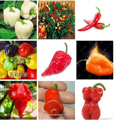 5000pcs mix Rare Novel Pepper Bonsai Plant 100% Genuine Fresh Paprika 10 kinds Organic NON-GMO Vegetable Chile Home Garden
5000pcs mix Rare Novel Pepper Bonsai Plant 100% Genuine Fresh Paprika 10 kinds Organic NON-GMO Vegetable Chile Home Garden