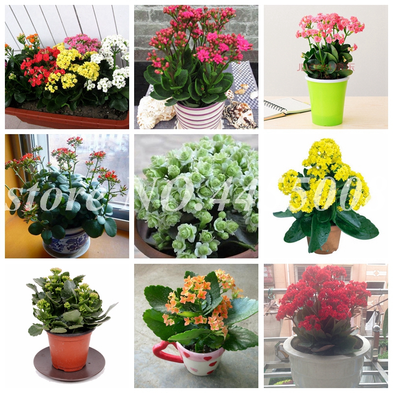 Flower Bonsai Red Longevity Flower Plants Kalanchoe Semente Flor Novel Plants For DIY Home Garden Bonsai 500 pcs Seeds for sale
Flower Bonsai Red Longevity Flower Plants Kalanchoe Semente Flor Novel Plants For DIY Home Garden Bonsai 500 pcs Seeds for sale