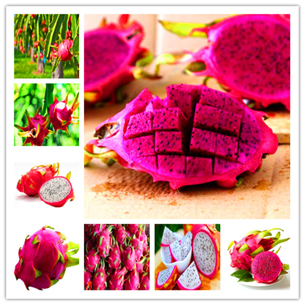 100pcs 100% true dragon fruit bonsai white and red pitaya plants for home garden non-ogm fruit tree bonsai or potted plants
100pcs 100% true dragon fruit bonsai white and red pitaya plants for home garden non-ogm fruit tree bonsai or potted plants