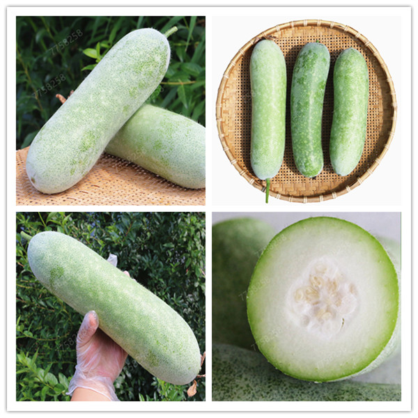 10 Pcs wax gourd organic Benincasa hispida sheet jelly big winter melon bonsai organic heirloom vegetable plant NON-GMO Creeper
10 Pcs wax gourd organic Benincasa hispida sheet jelly big winter melon bonsai organic heirloom vegetable plant NON-GMO Creeper