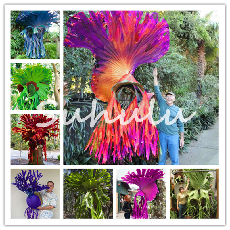 2020 Hot sale 50 Pcs seeds plant bonsai flowers Potted gift, Colorful Platycerium Wallichii Bonsai Plant Flower Herbs Bonsai for Garden
2020 Hot sale 50 Pcs seeds plant bonsai flowers Potted gift, Colorful Platycerium Wallichii Bonsai Plant Flower Herbs Bonsai for Garden