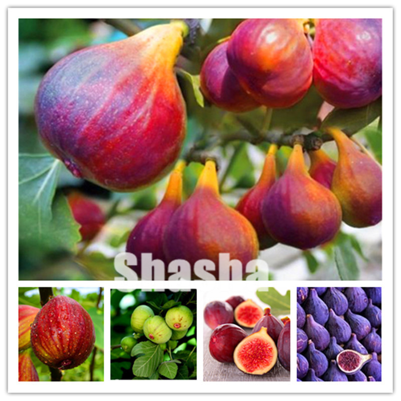 300 Pcs Sweet Honey FIG bonsai seeds Fragrant King Figs Courtyard & Balcony Outdoor Plant Fig Tree bonsai plant rare fruit tree
300 Pcs Sweet Honey FIG bonsai seeds Fragrant King Figs Courtyard & Balcony Outdoor Plant Fig Tree bonsai plant rare fruit tree