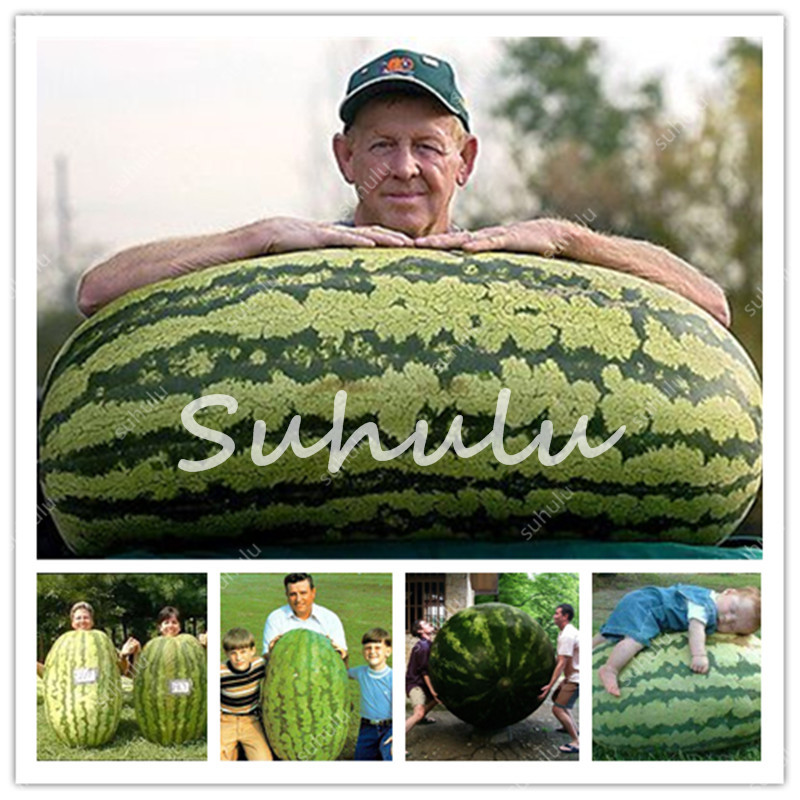 Big Promotion! 50 Pieces Giant Watermelon Bonsai Fruit seeds Garden Planting Interest Watermelon Plantas Non Gmo Edible Fruits Farm Family
Big Promotion! 50 Pieces Giant Watermelon Bonsai Fruit seeds Garden Planting Interest Watermelon Plantas Non Gmo Edible Fruits Farm Family