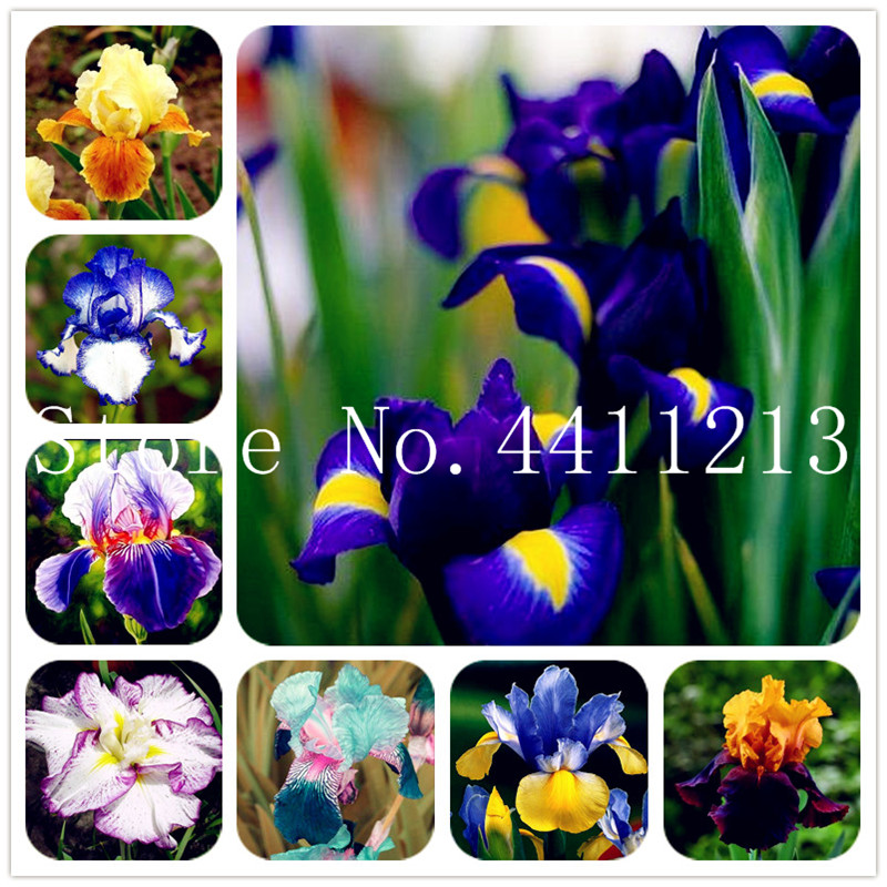 500 Pcs Rare Iris orchid Flower indoor plants Beautiful Home Garden Planting Bonsai plant seeds Flowers Semillas, plant for home garden
500 Pcs Rare Iris orchid Flower indoor plants Beautiful Home Garden Planting Bonsai plant seeds Flowers Semillas, plant for home garden
