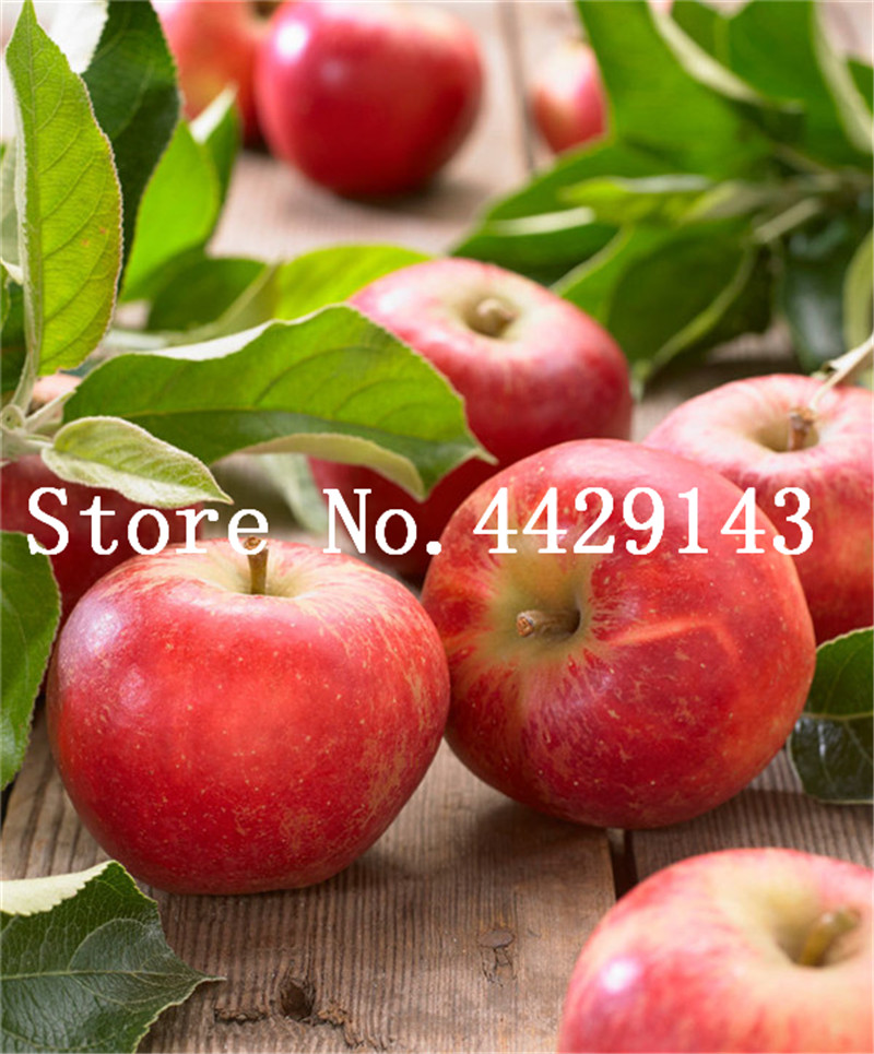 30 pcs/bag Seeds Dwarf Apple Bonsai Miniature Apple Tree Sweet organic fruit vegetable flower Plant indoor or outdoor plant for home garden
30 pcs/bag Seeds Dwarf Apple Bonsai Miniature Apple Tree Sweet organic fruit vegetable flower Plant indoor or outdoor plant for home garden