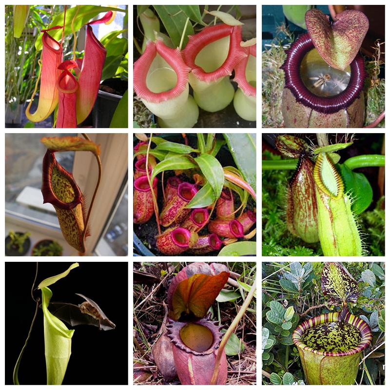 

200pcs Rare Rajah Nepenthes Bonsai Plant seeds Outdoor & Indoor Balcony Potted Bonsai Carnivorous Plant for Flower Pot Planters Easy to Grow