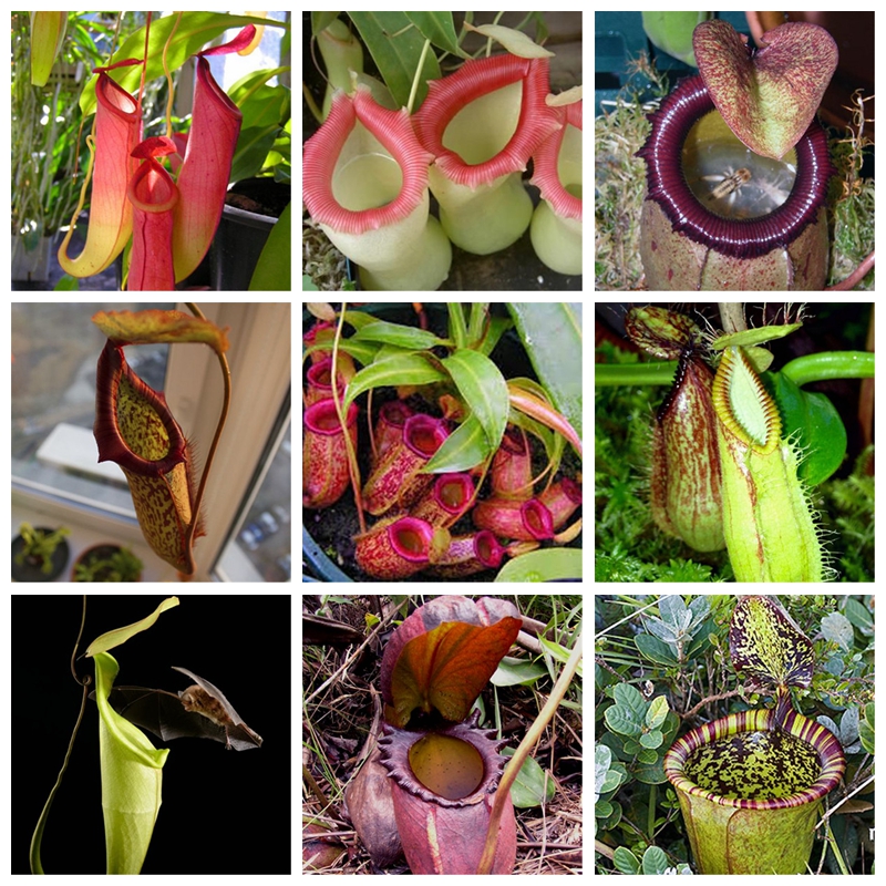 200pcs Rare Rajah Nepenthes Bonsai Plant seeds Outdoor & Indoor Balcony Potted Bonsai Carnivorous Plant for Flower Pot Planters Easy to Grow
200pcs Rare Rajah Nepenthes Bonsai Plant seeds Outdoor & Indoor Balcony Potted Bonsai Carnivorous Plant for Flower Pot Planters Easy to Grow