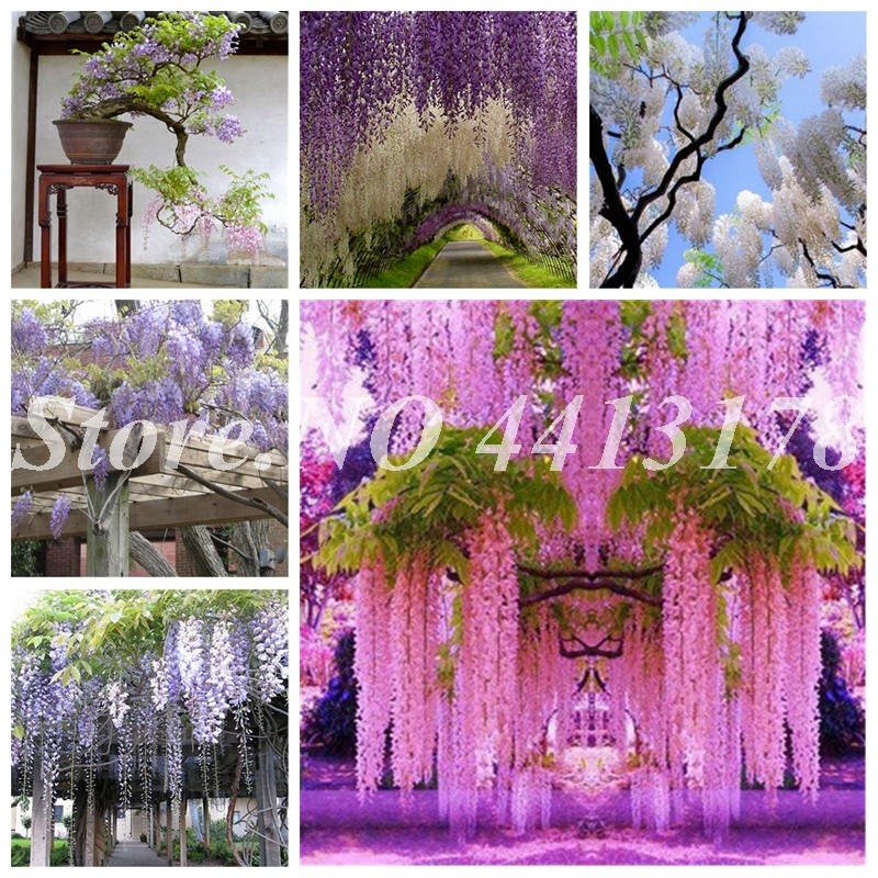 Bonsai 50 Pcs Bonsai plant seeds Climbing Wisteria Flowers Outdoor Courtyard Garden Flowers Japanese Wisteria Fresh Viable Amazing Climber
Bonsai 50 Pcs Bonsai plant seeds Climbing Wisteria Flowers Outdoor Courtyard Garden Flowers Japanese Wisteria Fresh Viable Amazing Climber