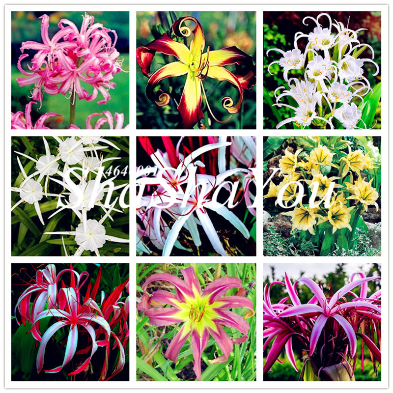 200 Pcs Seeds Spider Lily bonsai,Lily Flower,(Not Lily Bulbs),Flower Lilium plants,Faint Scent,Bonsai Pot Plant for Home Garden Decor
200 Pcs Seeds Spider Lily bonsai,Lily Flower,(Not Lily Bulbs),Flower Lilium plants,Faint Scent,Bonsai Pot Plant for Home Garden Decor