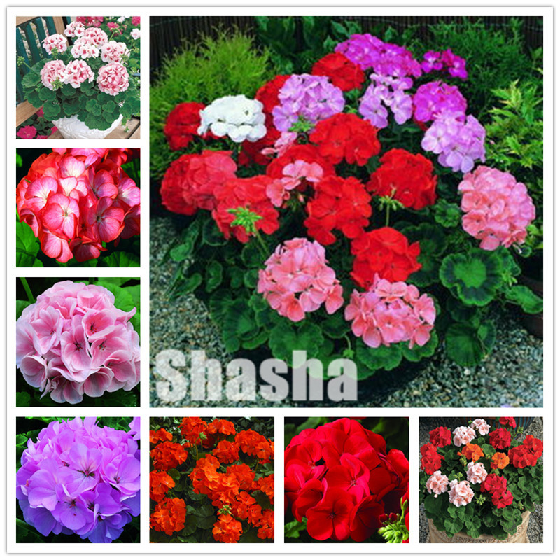 300 Pcs Geranium Bonsai Flower plants seeds Pelargonium Geranium Potted Plants Purify the Air Natural Growth for Home Garden Decoration
300 Pcs Geranium Bonsai Flower plants seeds Pelargonium Geranium Potted Plants Purify the Air Natural Growth for Home Garden Decoration