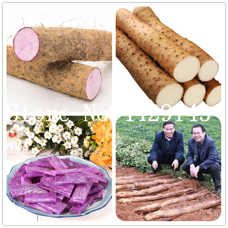 200Pcs Purple Yam "Purple ginseng" Long taro Cylindrical roots bonsai seeds for food plants High nutrition organic vegetables Easy to grow
200Pcs Purple Yam "Purple ginseng" Long taro Cylindrical roots bonsai seeds for food plants High nutrition organic vegetables Easy to grow