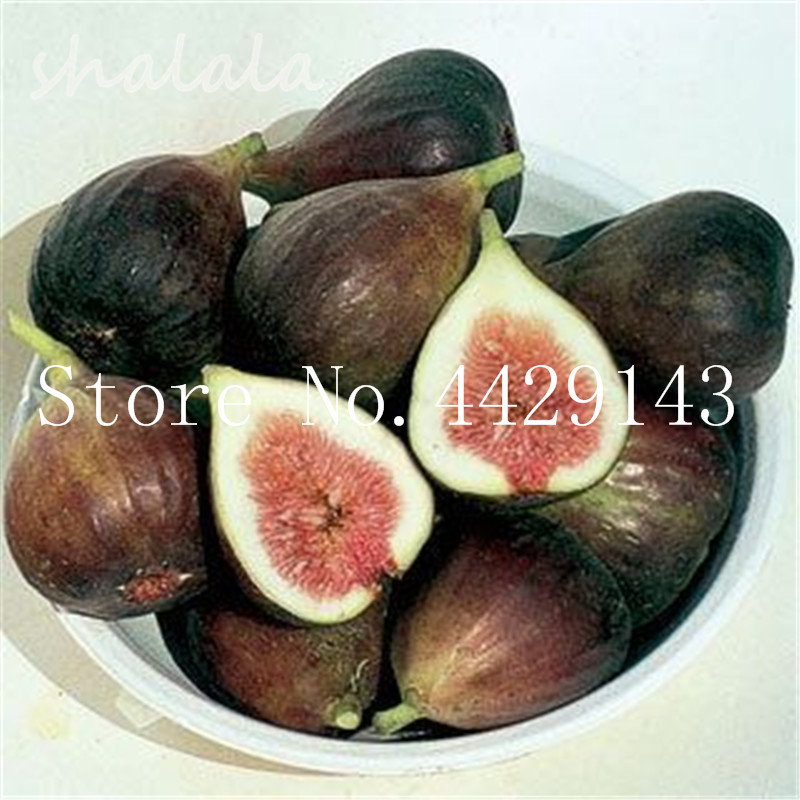 200 Pcs Rare Tropical Fig Bonsai Mini Fig Tree Bonsai Plant Rare Fruit flower Tree for Home Planting Germination sementes frutas
200 Pcs Rare Tropical Fig Bonsai Mini Fig Tree Bonsai Plant Rare Fruit flower Tree for Home Planting Germination sementes frutas