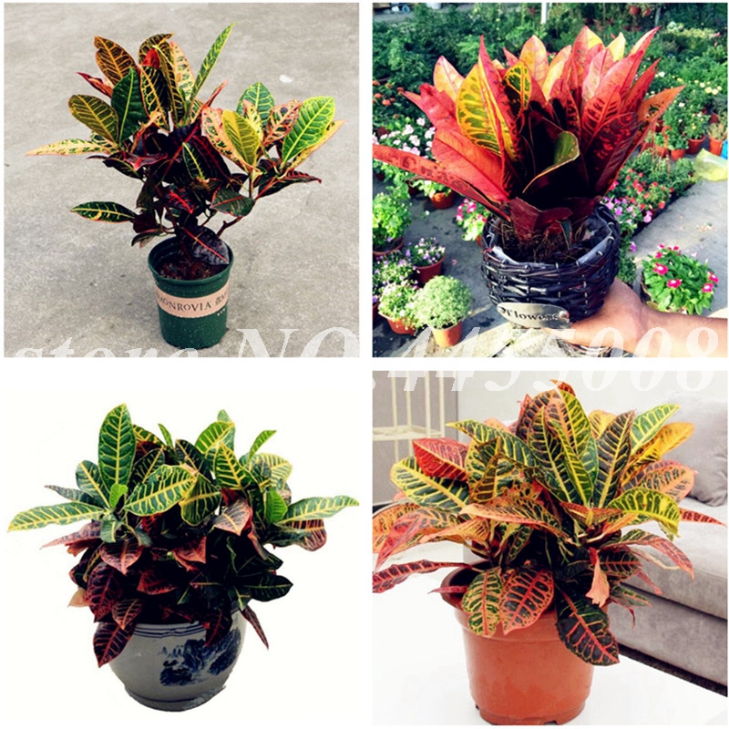 Hot Sale! 200 pcs Seeds real Variegated Leaf Croton rainbow Codiaeum Variegatum bonsai Ornamental Indoor Plant for DIY Home Gardening
Hot Sale! 200 pcs Seeds real Variegated Leaf Croton rainbow Codiaeum Variegatum bonsai Ornamental Indoor Plant for DIY Home Gardening