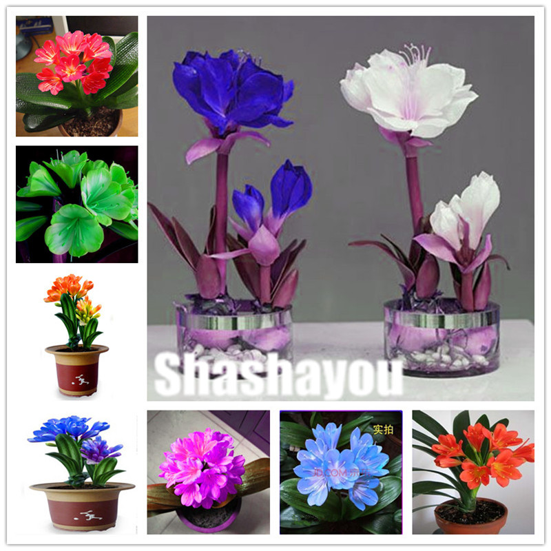 Hot Sale 200 pcs Clivia Miniata plant seeds Gorgeous Bonsai Rare Bush lily Flower Bonsai DIY Home Garden With High Ornamental plants seeds
Hot Sale 200 pcs Clivia Miniata plant seeds Gorgeous Bonsai Rare Bush lily Flower Bonsai DIY Home Garden With High Ornamental plants seeds