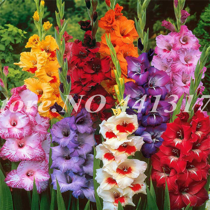 200 PCS Seeds Rare Striped Gladiolus Sword Lily Garden Plant Flowers Orchid Gladiolus Bonsai Plant Gandavensis High Survival Rate248O
200 PCS Seeds Rare Striped Gladiolus Sword Lily Garden Plant Flowers Orchid Gladiolus Bonsai Plant Gandavensis High Survival Rate248O