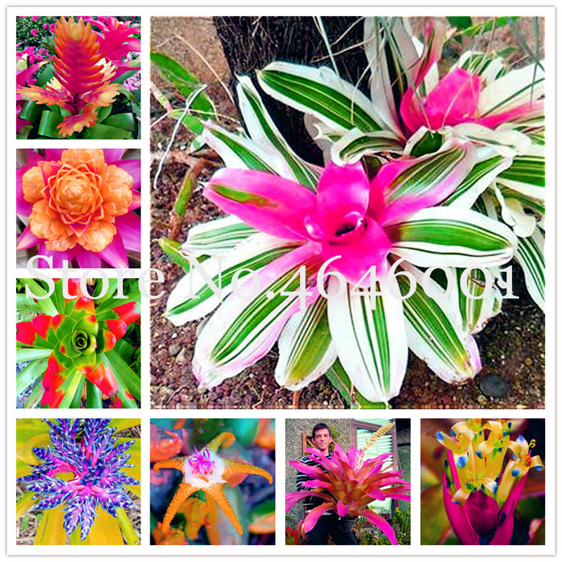 Bonsai 200 pcs Seeds Bromeliad Succulent Plants Rare Colorful Flower Bonsai Courtyard Mini Plant Succulent Bonsai DIY Home Garden
Bonsai 200 pcs Seeds Bromeliad Succulent Plants Rare Colorful Flower Bonsai Courtyard Mini Plant Succulent Bonsai DIY Home Garden