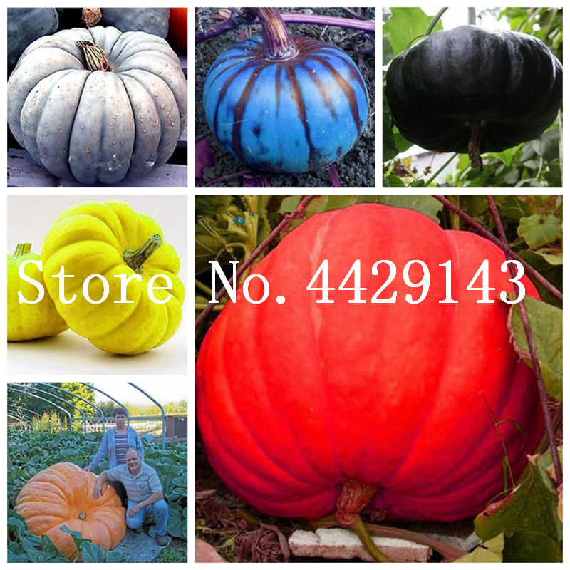 Argentina Butter Pumpkin bonsai plant seeds For Grain Barbecue Garden Terrace Potted Vegetable Melon Bonsai 20 pcs Edible pumpkin vegetable
Argentina Butter Pumpkin bonsai plant seeds For Grain Barbecue Garden Terrace Potted Vegetable Melon Bonsai 20 pcs Edible pumpkin vegetable