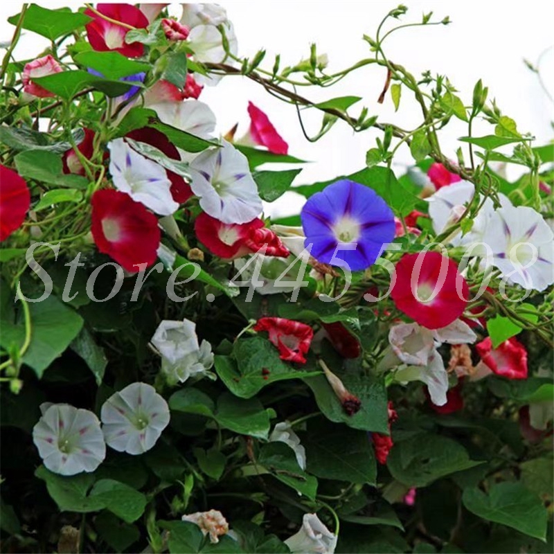 200 Pcs Seeds Hanging Flower Mixed Morning Glory Bonsai Rare Color Petunia Flower Potted Plant for Home Garden Decor Easy Grow
200 Pcs Seeds Hanging Flower Mixed Morning Glory Bonsai Rare Color Petunia Flower Potted Plant for Home Garden Decor Easy Grow