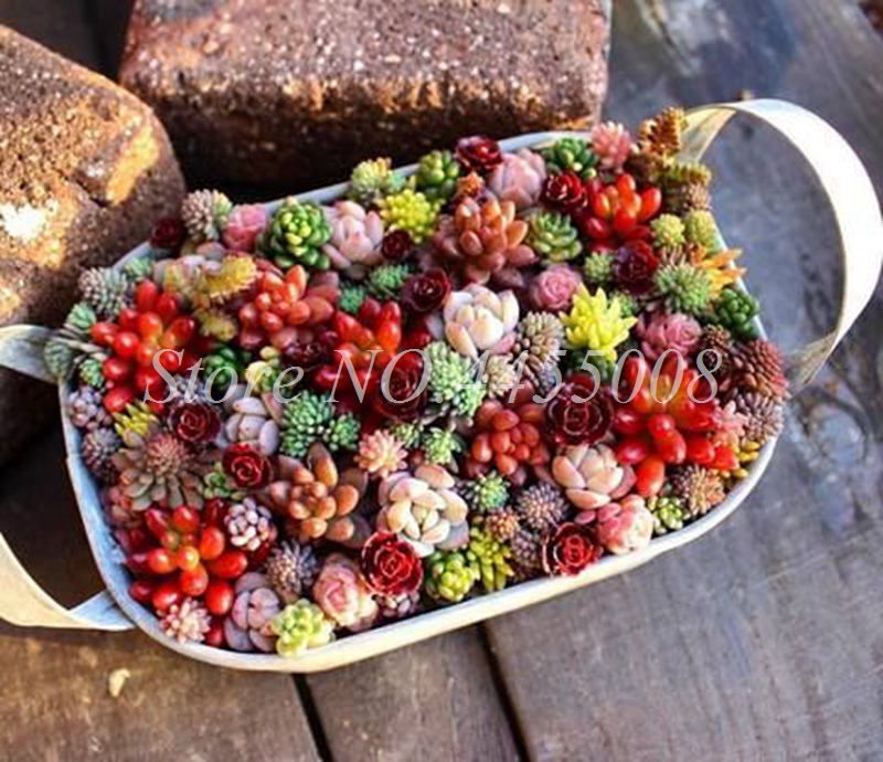 1000 pcs/ bag Seeds Exotic Mini Succulent Cactus Rare Succulent Perennial Herb Plants Bonsai Pot Flower Indoor for Garden Flore Pot
1000 pcs/ bag Seeds Exotic Mini Succulent Cactus Rare Succulent Perennial Herb Plants Bonsai Pot Flower Indoor for Garden Flore Pot