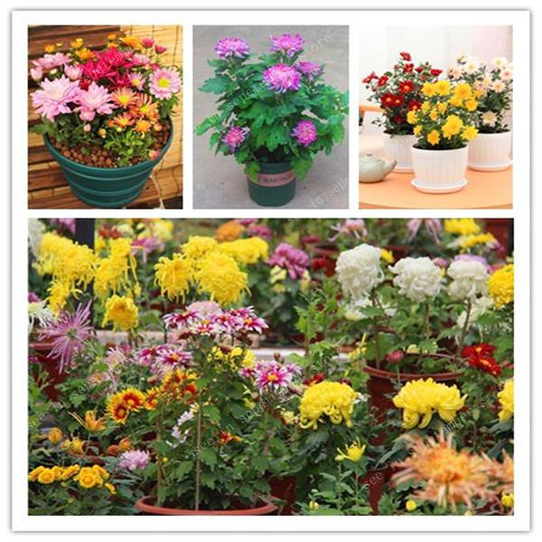 100 pcs/bag 8 kinds colour Perennial Chrysanthemum beautiful bonsai Easy to Grow flower plant for Home Garden Bonsai Plants
100 pcs/bag 8 kinds colour Perennial Chrysanthemum beautiful bonsai Easy to Grow flower plant for Home Garden Bonsai Plants