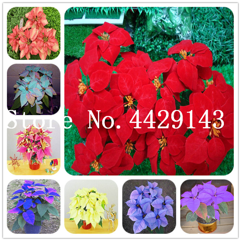 Hot Sale! 200 Pcs/Bag Poinsettia DIY Potted Colorful Bonsai plant seeds Flower Bonsai Indoor Outdoor Flower Flower Bonsai eds Home Garden
Hot Sale! 200 Pcs/Bag Poinsettia DIY Potted Colorful Bonsai plant seeds Flower Bonsai Indoor Outdoor Flower Flower Bonsai eds Home Garden