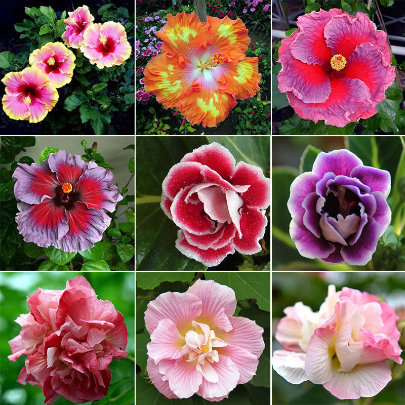 Hot Sale! 200 Pcs/bag Imported Hibiscus Bonsai plant seeds Perennial Flower Plant Office Desktop Decor Flowers for Home Garden Easy to Grow
Hot Sale! 200 Pcs/bag Imported Hibiscus Bonsai plant seeds Perennial Flower Plant Office Desktop Decor Flowers for Home Garden Easy to Grow