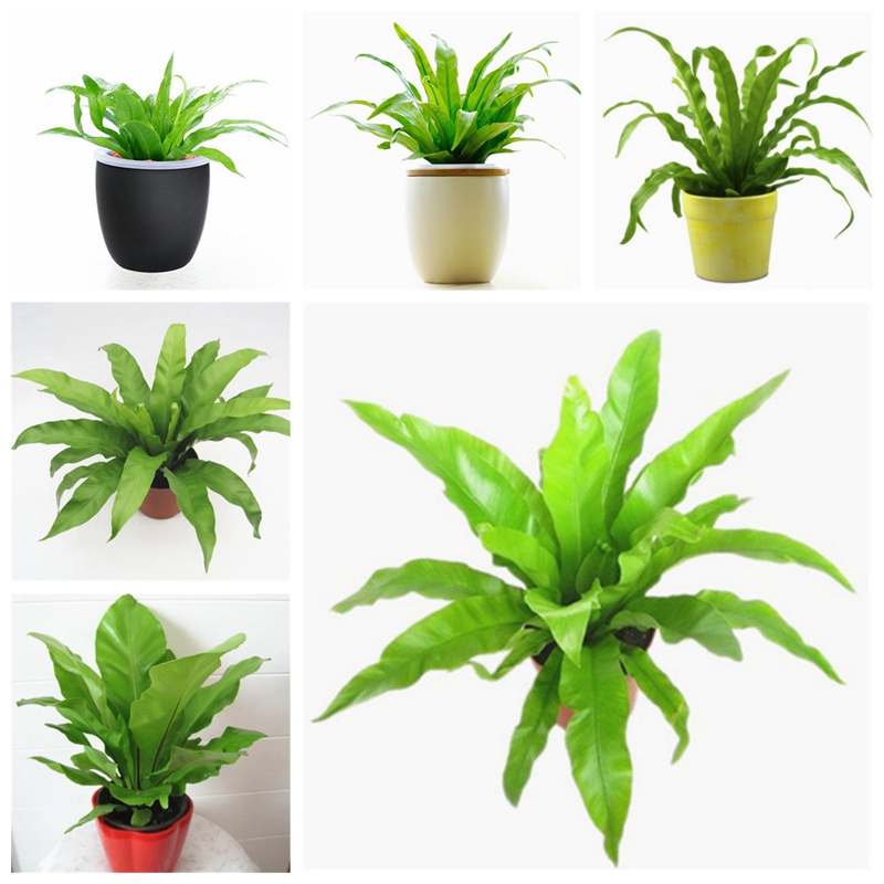 200pcs/ bag Schefflera Bonsai Flower Plant seeds Outdoor & Indoor Potted Ornamental Succulent Planta for Home Garden Decorative easy to grow
200pcs/ bag Schefflera Bonsai Flower Plant seeds Outdoor & Indoor Potted Ornamental Succulent Planta for Home Garden Decorative easy to grow