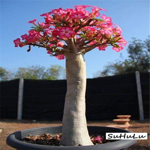10 pcs/bag many kinds Adenium Obesum flower Desert Rose Bonsai Plants Seeds for Home Garden World Rare Beautiful Flowers Promotion!
10 pcs/bag many kinds Adenium Obesum flower Desert Rose Bonsai Plants Seeds for Home Garden World Rare Beautiful Flowers Promotion!