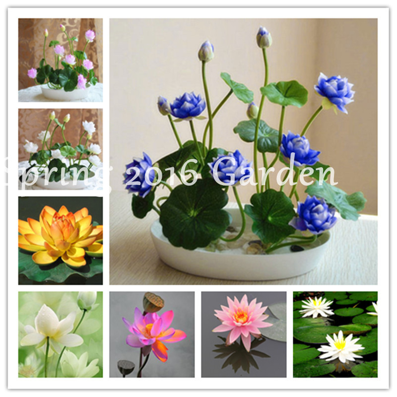 Bonsai Flower Lotus Flower For Summer 100% Real Water Lily Bowl Lotus Pots Bonsai seeds Garden Perennial Nymphaea Plant 10 pcs /Bag
Bonsai Flower Lotus Flower For Summer 100% Real Water Lily Bowl Lotus Pots Bonsai seeds Garden Perennial Nymphaea Plant 10 pcs /Bag