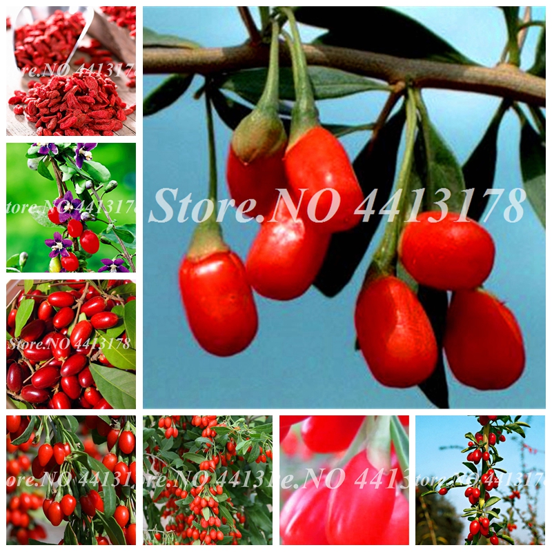 

3000 Pcs Red Goji Seeds Berry Outdoor Wolfberry Organic Heirloom Fruit For Garden Diy Lycium Chinense Herb Plant Benefit Medlar Bonsai