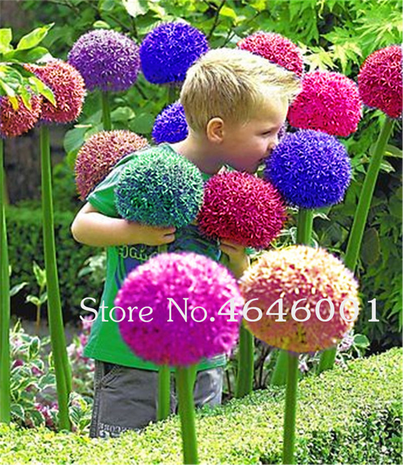 Bonsai 100pc Seeds Exotic Allium plants Giant Allium Giganteum Flower Garden Ornamental Plant the budding rate 95% rare flower for kid
Bonsai 100pc Seeds Exotic Allium plants Giant Allium Giganteum Flower Garden Ornamental Plant the budding rate 95% rare flower for kid