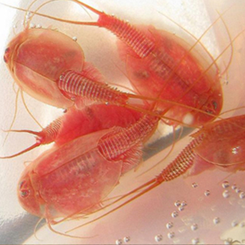 2020 80mm Length Triop Eggs Magic Living Animal Prehistoric Animals Aquarium Pets Triops Christmas Toys For Children Novelties 45 Eggs/Lot
2020 80mm Length Triop Eggs Magic Living Animal Prehistoric Animals Aquarium Pets Triops Christmas Toys For Children Novelties 45 Eggs/Lot