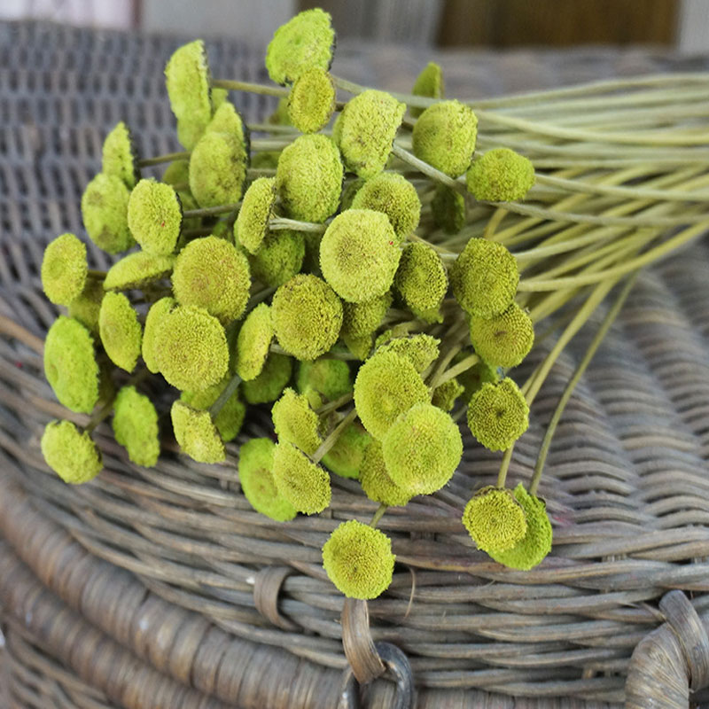 30PCS Natural Dried Botton Flower,Display Flower Branch for DIY Home Party Room Decoration and Wedding Decor Birthday Gift Box, Beige
30PCS Natural Dried Botton Flower,Display Flower Branch for DIY Home Party Room Decoration and Wedding Decor Birthday Gift Box, Beige