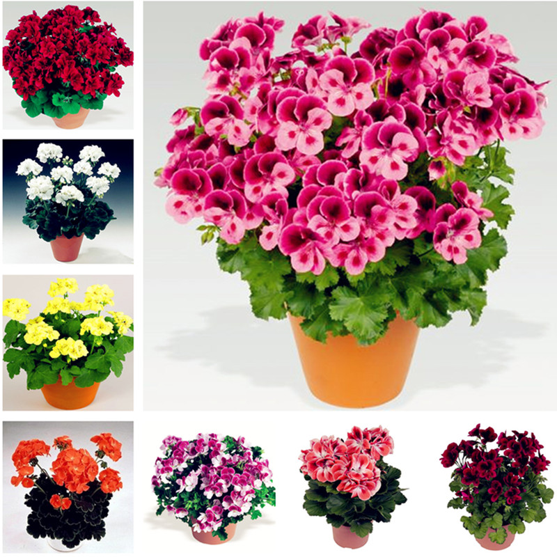 Mixed color 100 pcs/bag geranium seed Perennial bonsai flower seeds Pelargonium Peltatum Seeds potted geranium for home garden planting
Mixed color 100 pcs/bag geranium seed Perennial bonsai flower seeds Pelargonium Peltatum Seeds potted geranium for home garden planting
