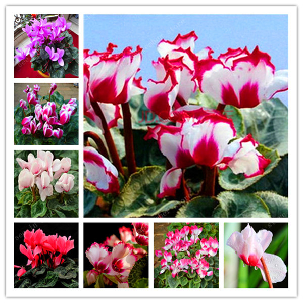 100 Pcs seeds Cyclamen Bonsai Mixed Indoor Potted Flower Plants Perennial Flowering Plants For Balcony Garden Bonsai Natural Growth
100 Pcs seeds Cyclamen Bonsai Mixed Indoor Potted Flower Plants Perennial Flowering Plants For Balcony Garden Bonsai Natural Growth