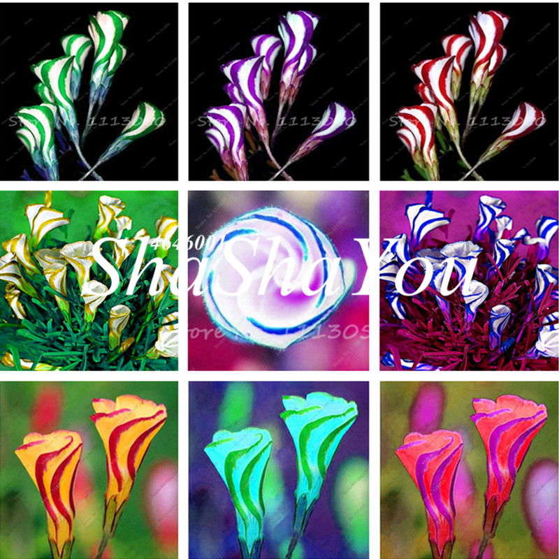 200 Pcs Seeds Rare Bonsai Oxalis Flower Red White Rotary Oxalis World's Rare Flowers For Garden Home Planting Flowers Indoor Bonsai
200 Pcs Seeds Rare Bonsai Oxalis Flower Red White Rotary Oxalis World's Rare Flowers For Garden Home Planting Flowers Indoor Bonsai