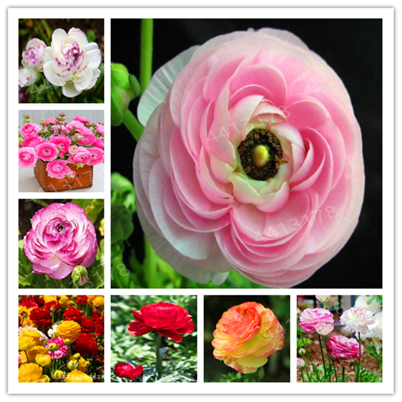 100 PCS Ranunculus Flower bonsai For Home & Garden DIY Plants Persian Buttercup plant Flower Bulbs
100 PCS Ranunculus Flower bonsai For Home & Garden DIY Plants Persian Buttercup plant Flower Bulbs