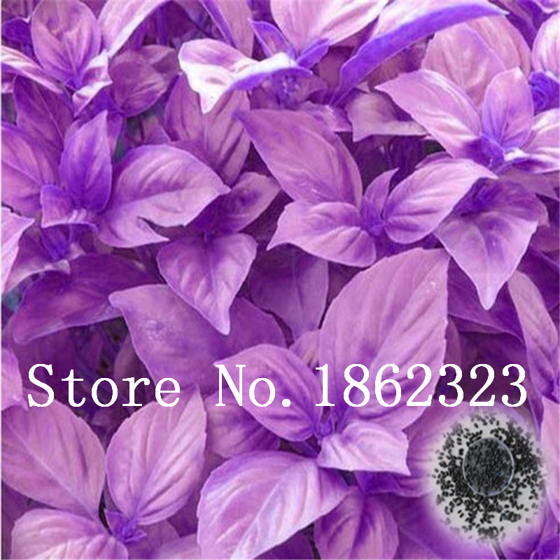 Sale! 500 pcs/bag Large Leaf Basil Bonsai green fresh ocimum vegetable Spices Aromatic Herb Plant Bonsai Garden Plants Flower plant seeds
Sale! 500 pcs/bag Large Leaf Basil Bonsai green fresh ocimum vegetable Spices Aromatic Herb Plant Bonsai Garden Plants Flower plant seeds