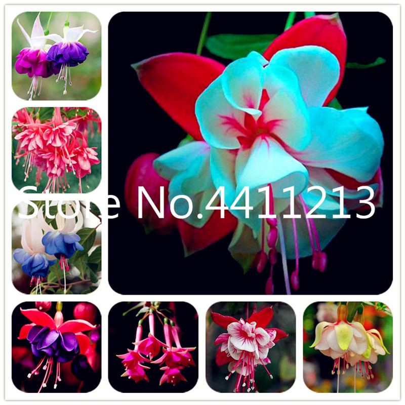 200 Pcs Japanese Fuchsia Bonsai plant seeds Garden Balcony Bonsai Lanterns Flowers Spectabilis Potted Flowering Diy Plant Bonsai Easy Grow
200 Pcs Japanese Fuchsia Bonsai plant seeds Garden Balcony Bonsai Lanterns Flowers Spectabilis Potted Flowering Diy Plant Bonsai Easy Grow