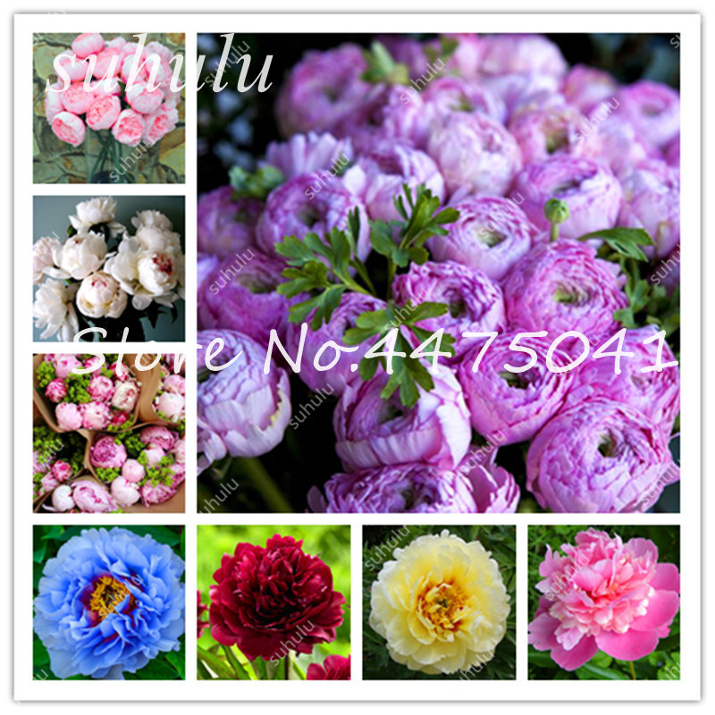 Bonsai 50 Pcs Bonsai plant seeds Rare Chinese Peony Greenery Flowers Terrace Courtyard Garden Paeonia Mixed Flower Hardy Perennial Plants
Bonsai 50 Pcs Bonsai plant seeds Rare Chinese Peony Greenery Flowers Terrace Courtyard Garden Paeonia Mixed Flower Hardy Perennial Plants