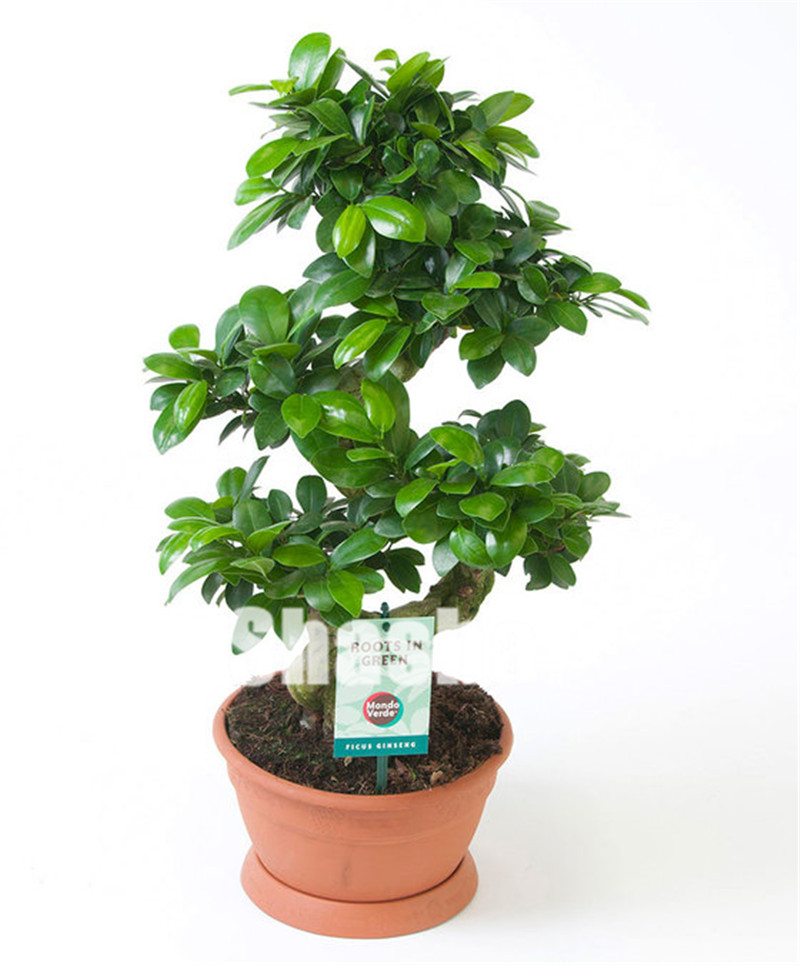 50 pcs/ bag Ficus Bonsai Tree seeds, Potted Balcony Banyan Tree Leaf Bonsai Garden Novel Plants,office desktop Ornamental Bonsai
50 pcs/ bag Ficus Bonsai Tree seeds, Potted Balcony Banyan Tree Leaf Bonsai Garden Novel Plants,office desktop Ornamental Bonsai